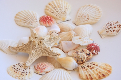 Bellissimo Appartamento con Piscina Santa Maria di Leuca - Foto 26