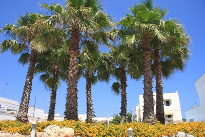 Bellissimo Appartamento con Piscina Santa Maria di Leuca - Foto 8