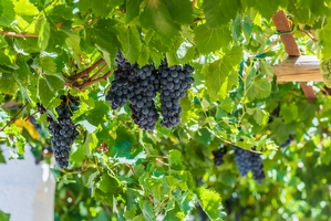 Bilocale con piscina condivisa Torre Suda - Foto 6