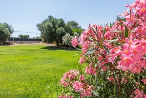 Trullo inserito in contesto con giardino Torre Vado - Foto 7