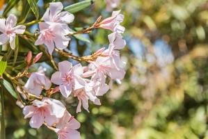 Giardino mediterraneo Villetta con piscina condivisa Posto Rosso - Foto 12