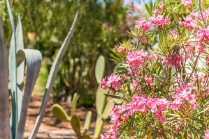 Giardino mediterraneo Villetta con piscina condivisa Posto Rosso - Foto 14