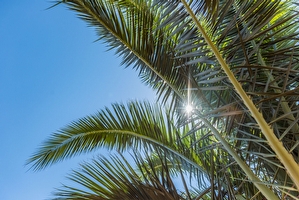 Giardino mediterraneo Villetta con piscina condivisa Posto Rosso - Foto 17