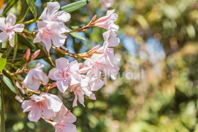 Giardino mediterraneo Villetta con piscina condivisa Posto Rosso - Foto 12