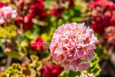 Villa esclusiva con piscina e pineta privata Torre San Giovanni - Foto 24