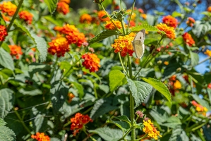 Villetta  2 camere con giardino  Capilungo - Foto 18