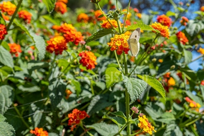 Villetta  2 camere con giardino  Capilungo - Foto 18