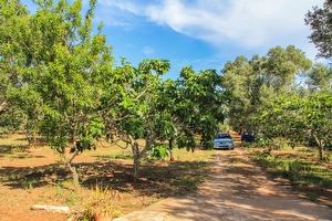 Pajara Trullo Tipico del Salento Torre Suda - Foto 10