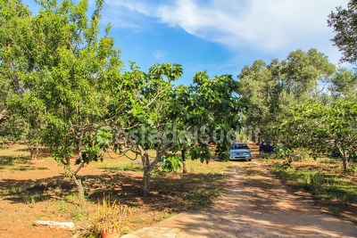 Pajara Trullo Tipico del Salento Torre Suda - Foto 10