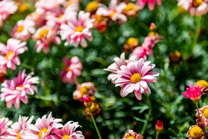 Casa vacanza fronte mare Posto Rosso - Foto 17