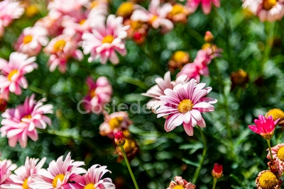 Casa vacanza fronte mare Posto Rosso - Foto 17