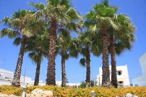 Appartamento ben arredato in mini residence  2 camere con piscina  Santa Maria di Leuca - Foto 20