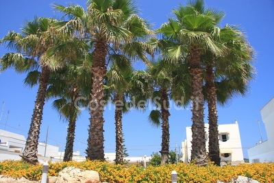 Appartamento ben arredato in mini residence  2 camere con piscina  Santa Maria di Leuca - Foto 20