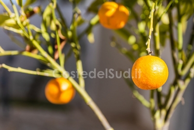 Monolocale Superior in formula residence con piscina e animazione Porto Cesareo - Foto 9