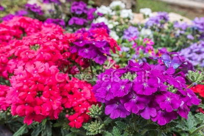 Casa vacanza, giardino, 3 camere  Porto Cesareo - Foto 11