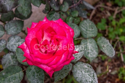 Villetta indipendente con 2 camere da letto Posto Rosso - Foto 14