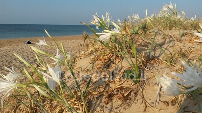 Villetta indipendente con mare di sabbia e passeggio a piedi. Torre Pali - Foto 29