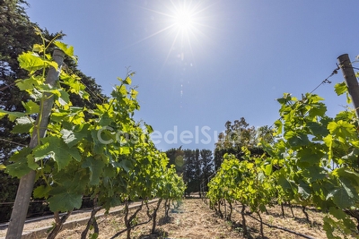 Casa vacanza immersa nella natura Torre San Giovanni - Foto 4