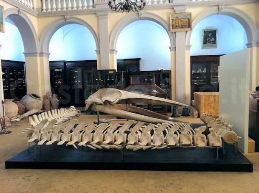 scheletro Museo Civico Emanuele Barba
