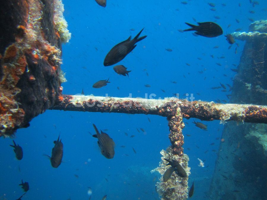 vita Vicino Al Relitto