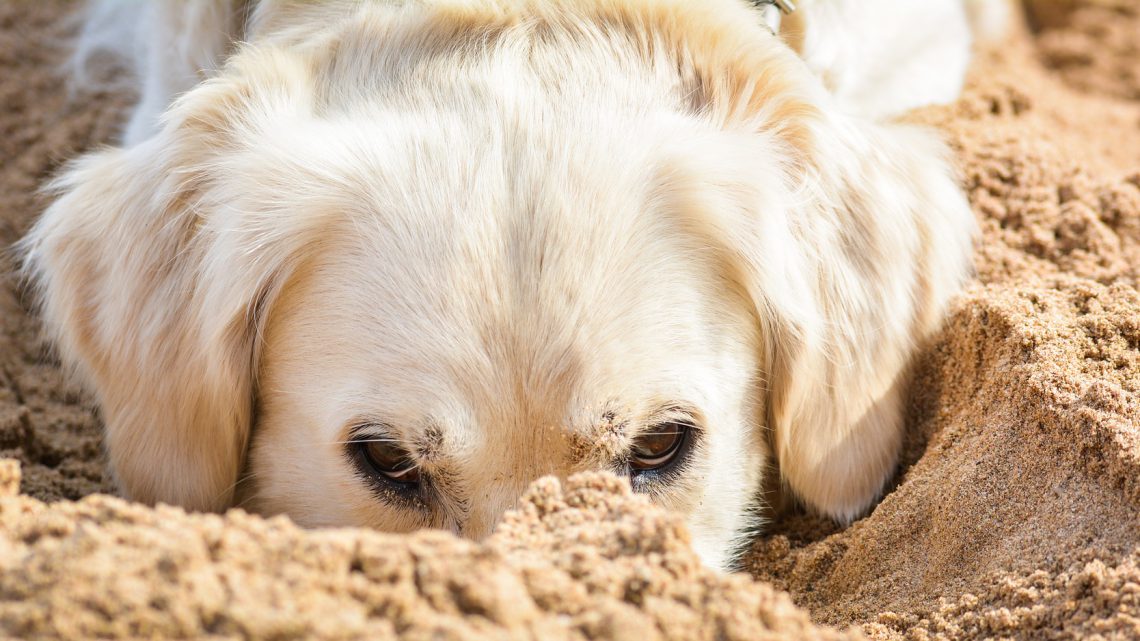 Cani in spiaggia, nuove regole